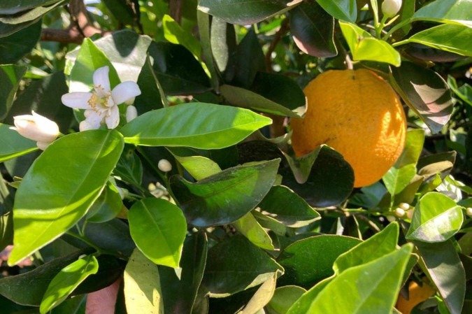 Os cientistas fizeram a medição direta de 80 laranjeiras e a coleta de dados biométricos em mais de 1.300 árvores cultivadas em diferentes regiões do cinturão citrícola - (crédito: Divulgação/Embrapa/Carlos Ronquim) Os cientistas fizeram a medição direta de 80 laranjeiras e a coleta de dados biométricos em mais de 1.300 árvores cultivadas em diferentes regiões do cinturão citrícola - (crédito: Divulgação/Embrapa/Carlos Ronquim)