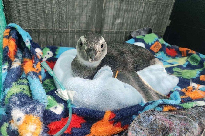 Região dos Lagos do Rio de Janeiro recebe pinguins no inverno - (crédito: Uai Turismo) Região dos Lagos do Rio de Janeiro recebe pinguins no inverno - (crédito: Uai Turismo)