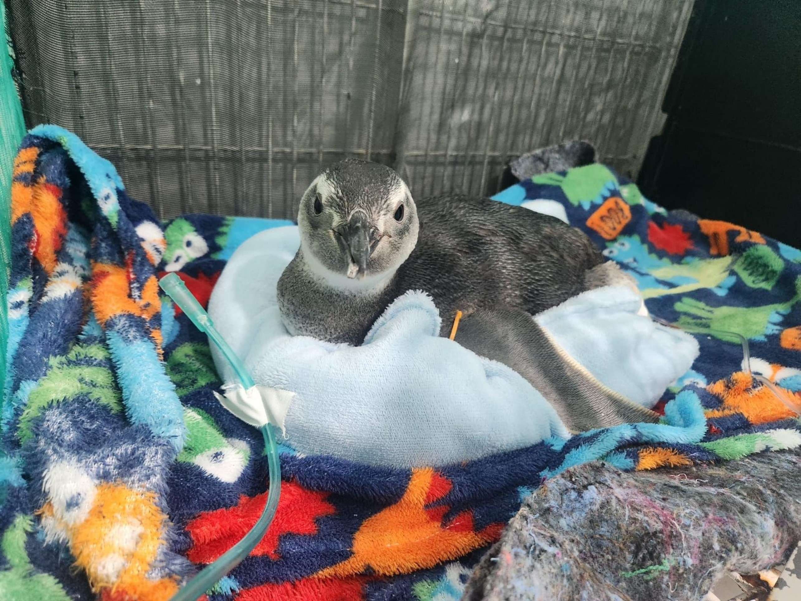 Região dos Lagos do Rio de Janeiro recebe pinguins no inverno