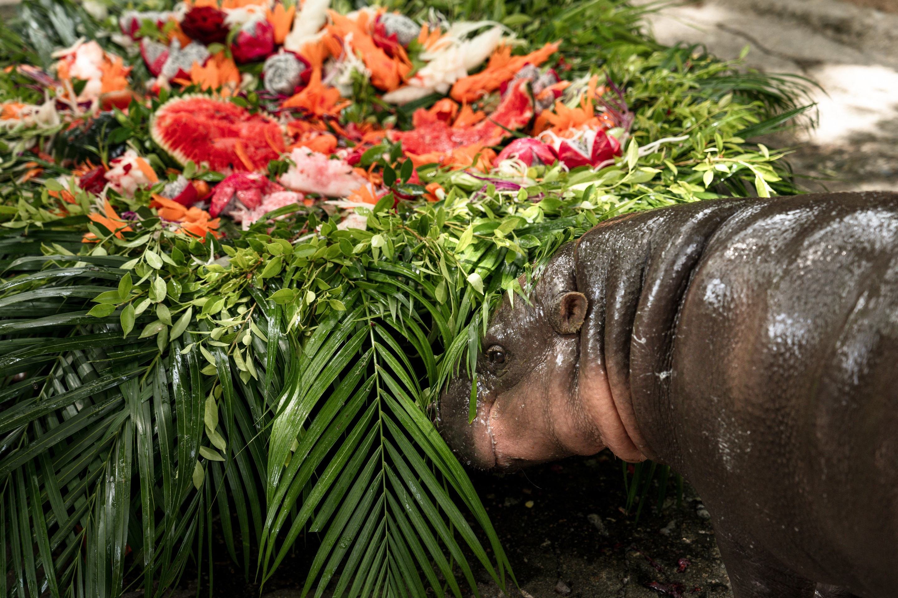   Moo Deng completa 1 ano com festa de aniversário no Zoo 