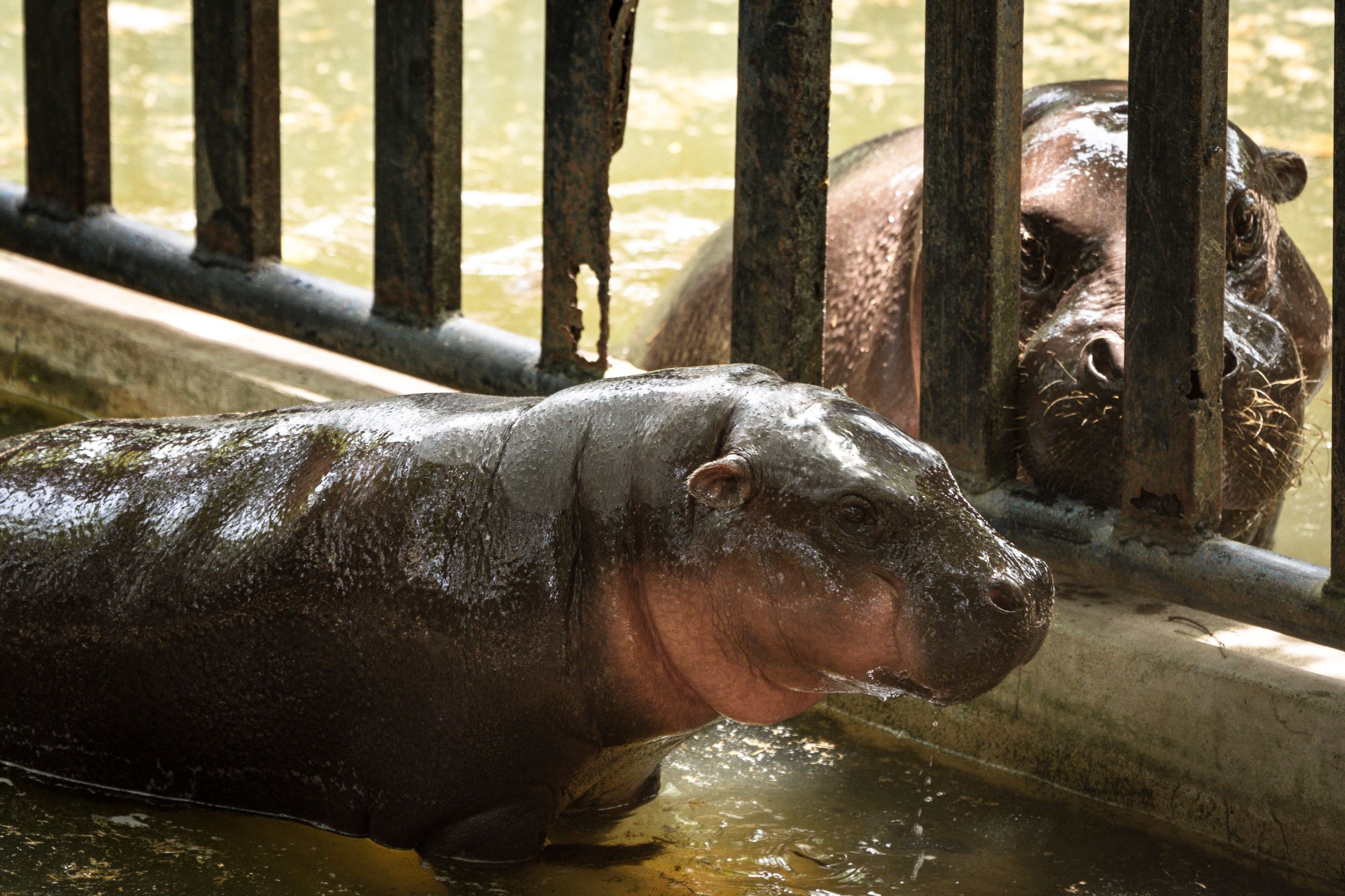   Moo Deng completa 1 ano com festa de aniversário no Zoo 