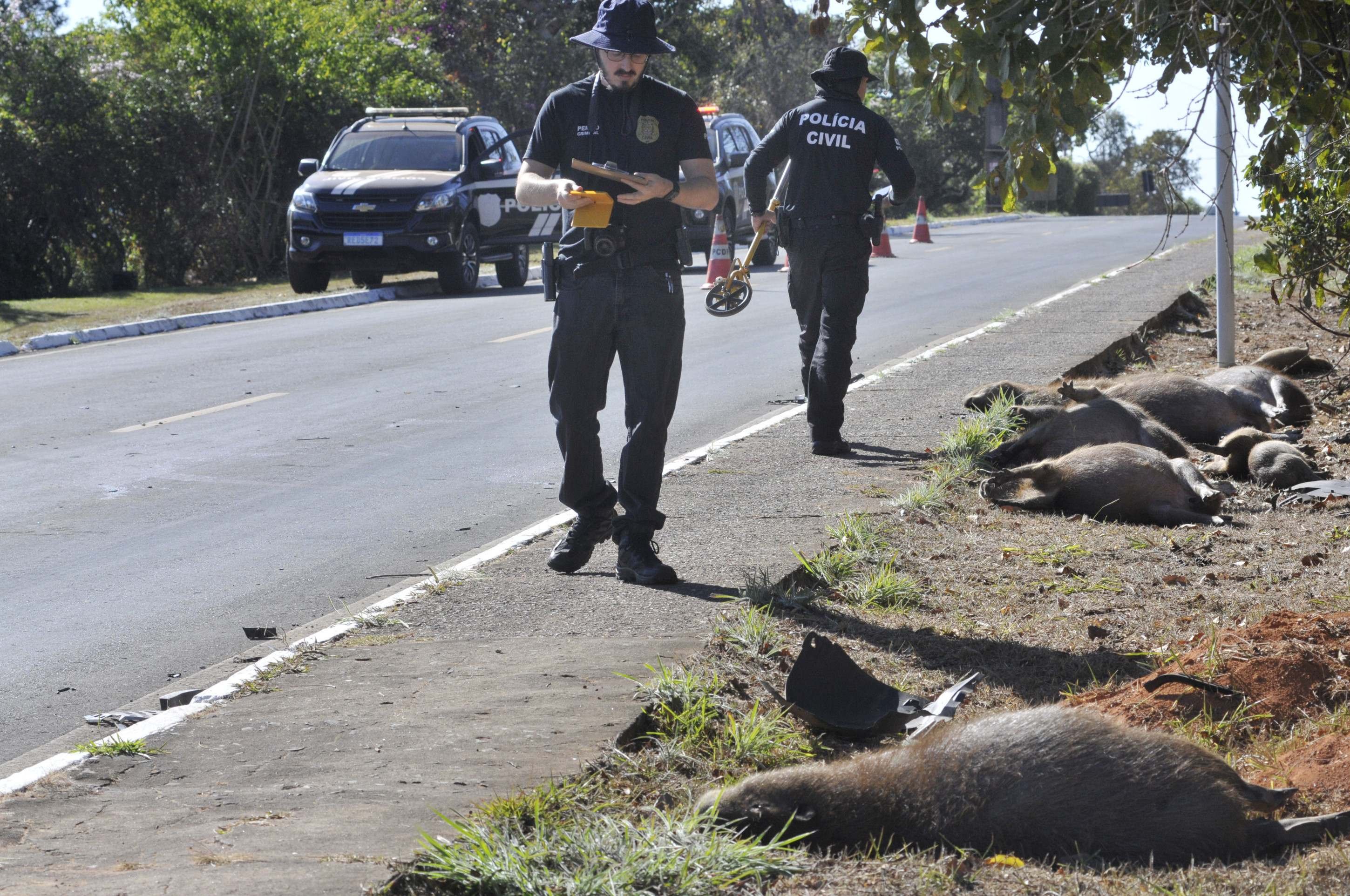 Tragédia com capivaras no Lago Sul: dois filhotes estão sob cuidados veterinários