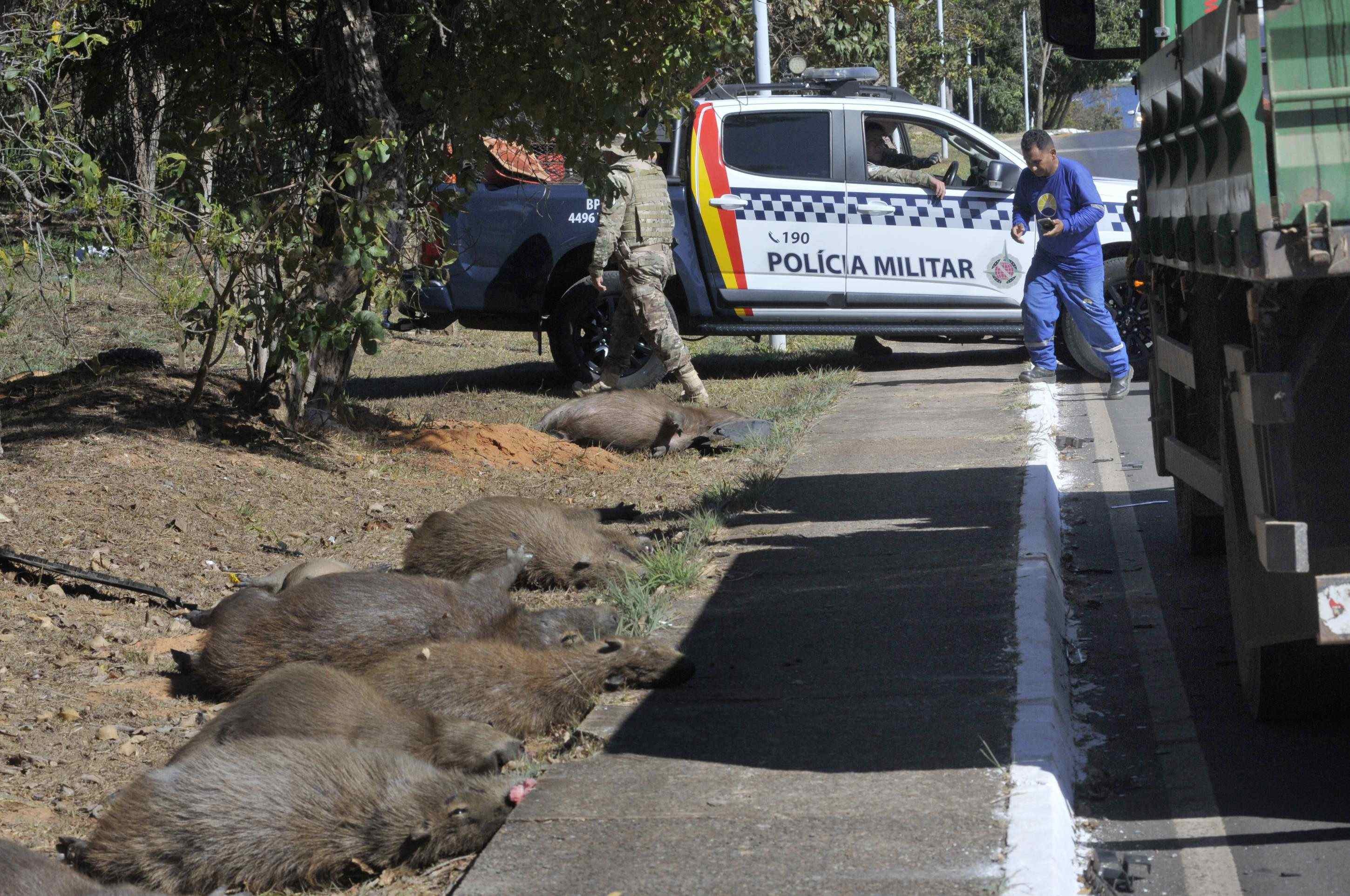 Das 14 capivaras que caminhavam pela via, 12 não resistiram aos ferimentos e morreram no local