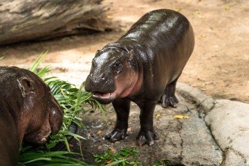 Moo Deng completa 1 ano com festa de aniversário no Zoo -  (crédito:  AFP)