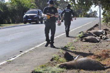Ao chegar na cena do acidente, os militares constataram a gravidade da situação: doze capivaras estavam mortas à beira da via -  (crédito:  Marcelo Ferreira/CB/D.A Press)