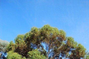 Cientistas encontram ouro crescendo em árvores na Austrália