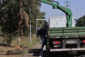 O Serviço de Limpeza Urbana (SLU) foi acionado para recolhimento dos corpos de 12 capivaras mortas após um atropelamento, na manhã desta quinta-feira (10/07). -  (crédito: Marcelo Ferreira)