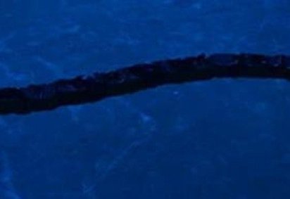  Enguia robótica desenvolvida na China: alta resistência do animal e habilidade de se movimentar com eficiência influenciaram o projeto 
 -  (crédito: Chenghong Zhang/Divulgação ) - Enguia robótica desenvolvida na China: alta resistência do animal e habilidade de se movimentar com eficiência influenciaram o projeto 
 -  (crédito: Chenghong Zhang/Divulgação )