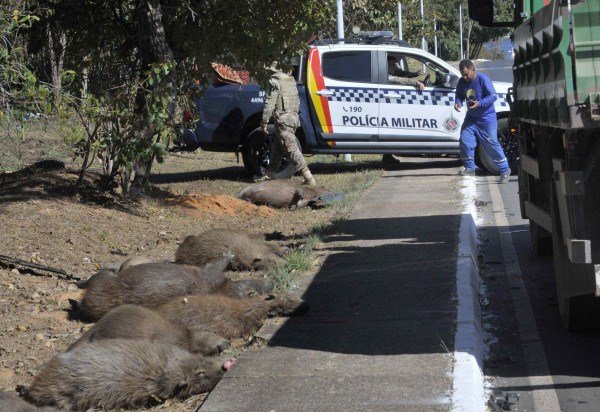  Marcelo Ferreira/CB/D.A Press
