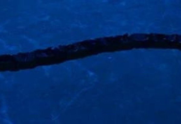 Chenghong Zhang/Divulgação 