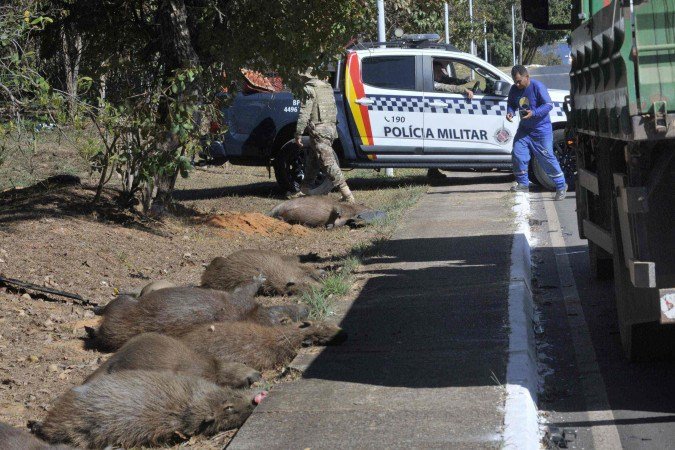 Das 14 capivaras que caminhavam pela via, 12 não resistiram aos ferimentos e morreram no local -  (crédito:  Marcelo Ferreira/CB/D.A Press)