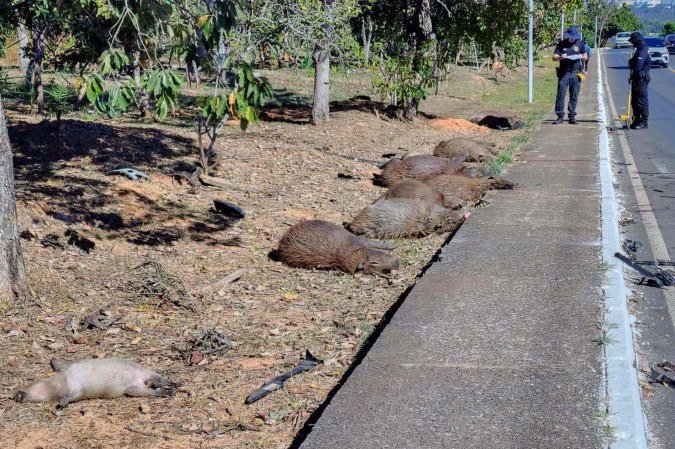 Grupo de 14 capivaras é atropelado no Lago Sul; 12 morreram