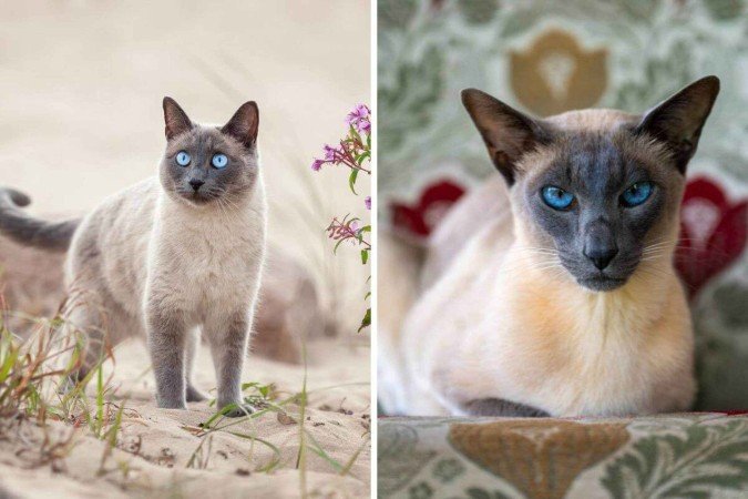 Os gatos thai e siâmes têm diferenças tanto na aparência quanto no comportamento (Imagem: Cynthia A Jackson e Irina Nedikova | Shutterstock) - (crédito: EdiCase) Os gatos thai e siâmes têm diferenças tanto na aparência quanto no comportamento (Imagem: Cynthia A Jackson e Irina Nedikova | Shutterstock) - (crédito: EdiCase)