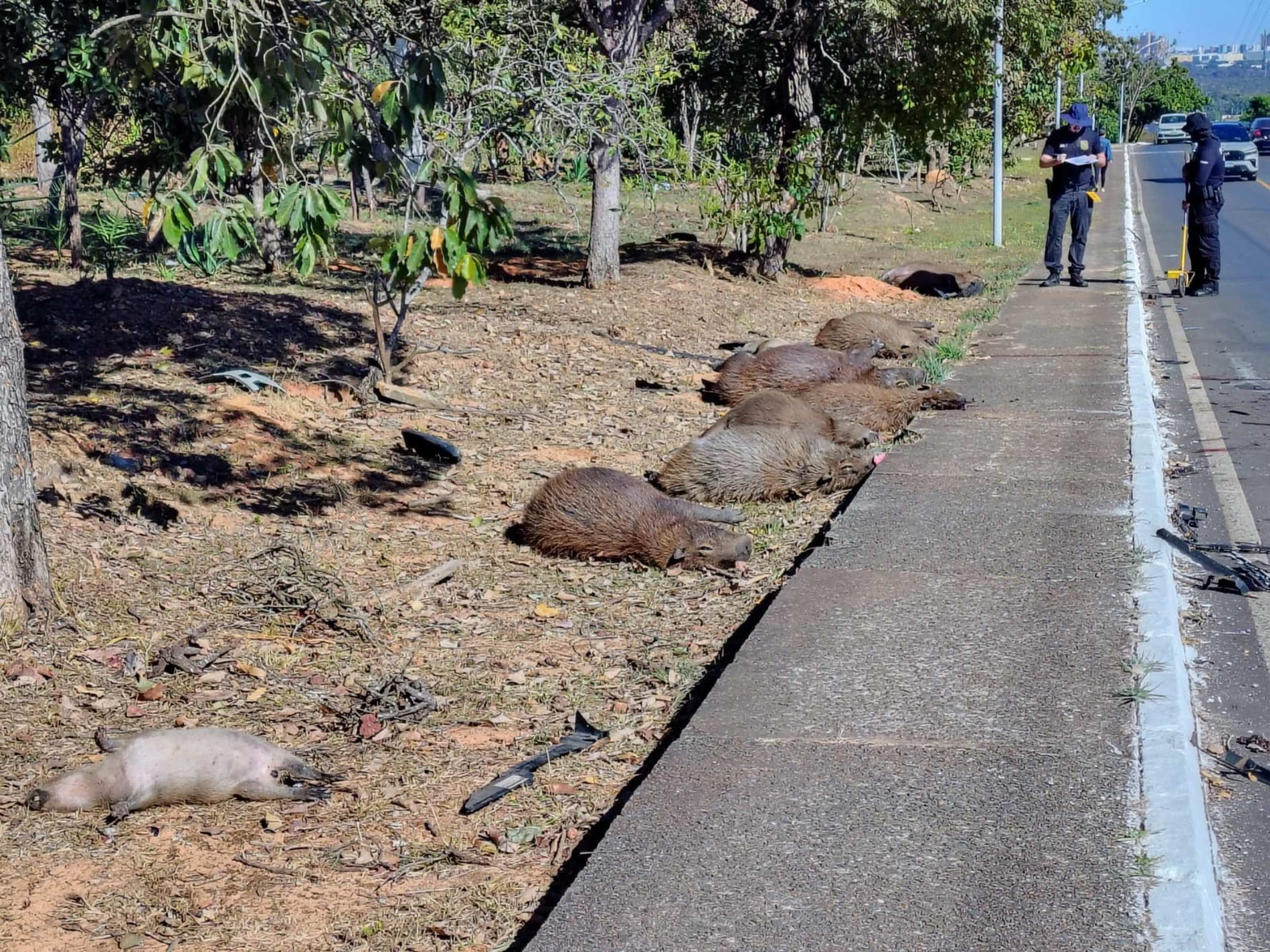 Dois filhotes são resgatados com vida após família de capivaras ser atropelada no DF