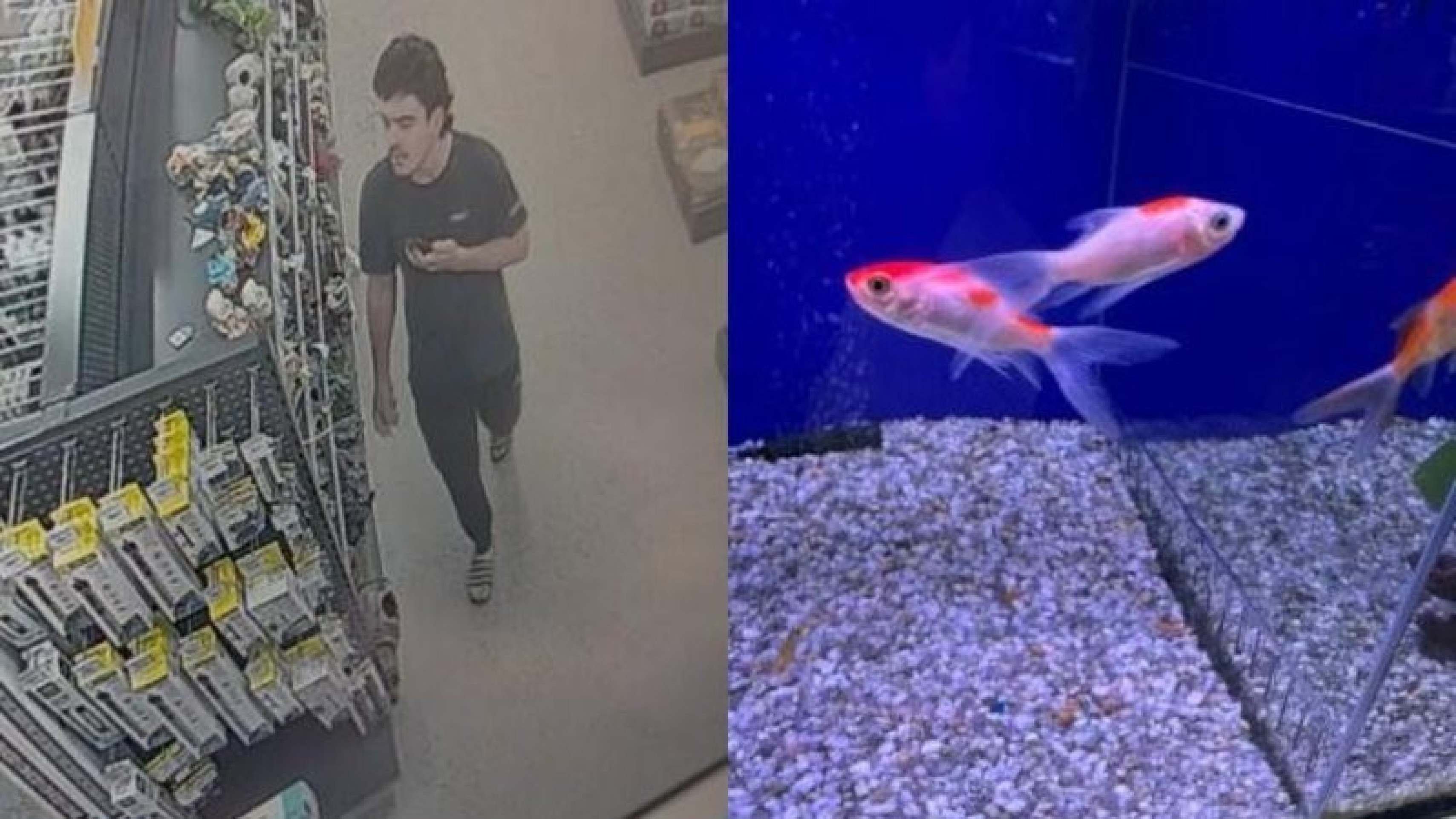 Homem entra em petshop e engole peixe vivo em ‘homenagem’ a Trump