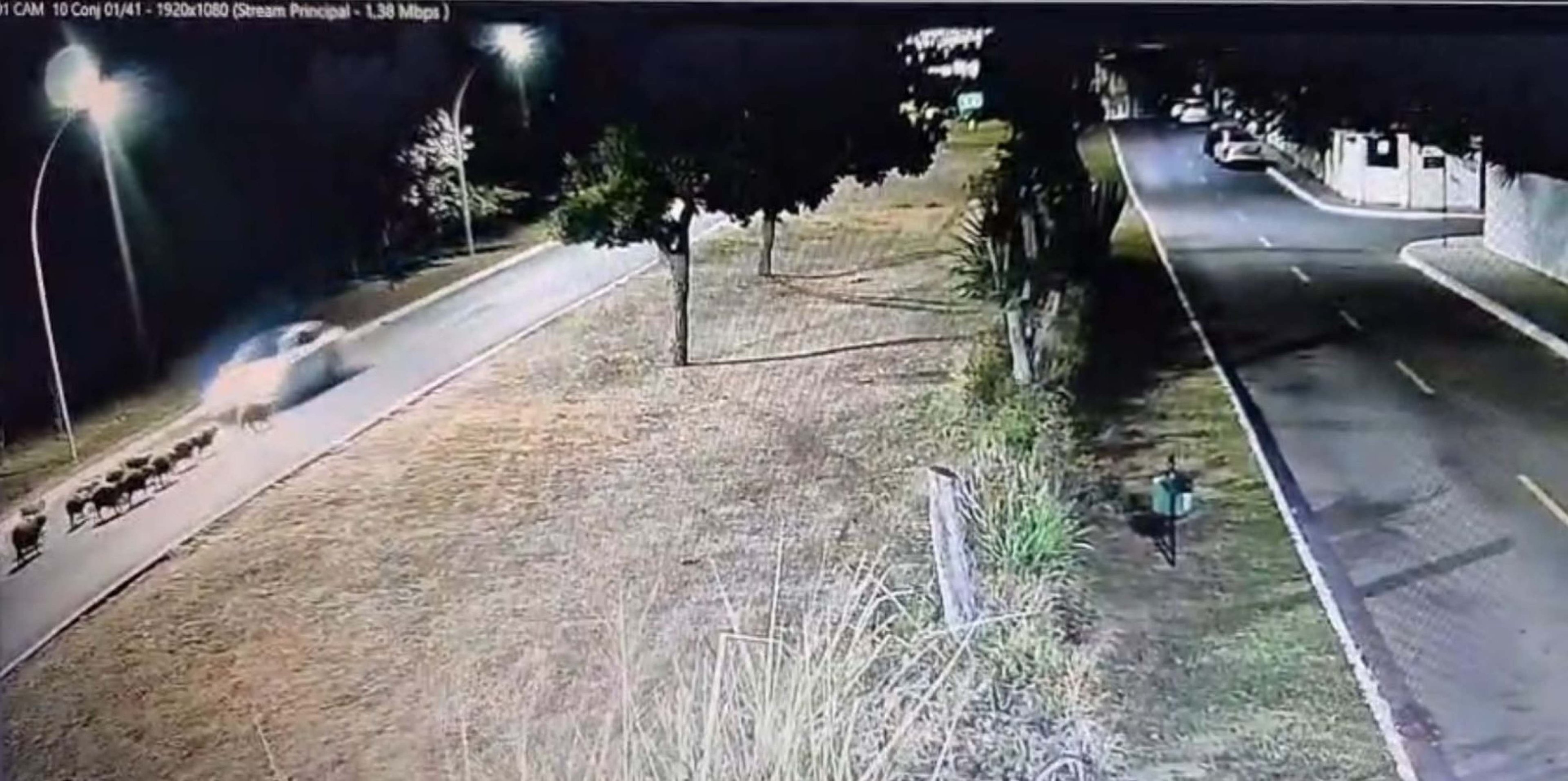 Vídeo: câmeras de segurança registram atropelamento do grupo de capivaras Vídeo: câmeras de segurança registram atropelamento do grupo de capivaras