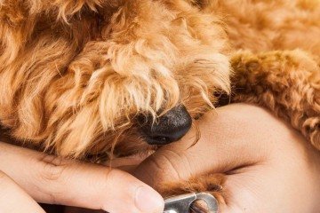 O ideal é escolher um momento tranquilo para cortar as unhas dos pets