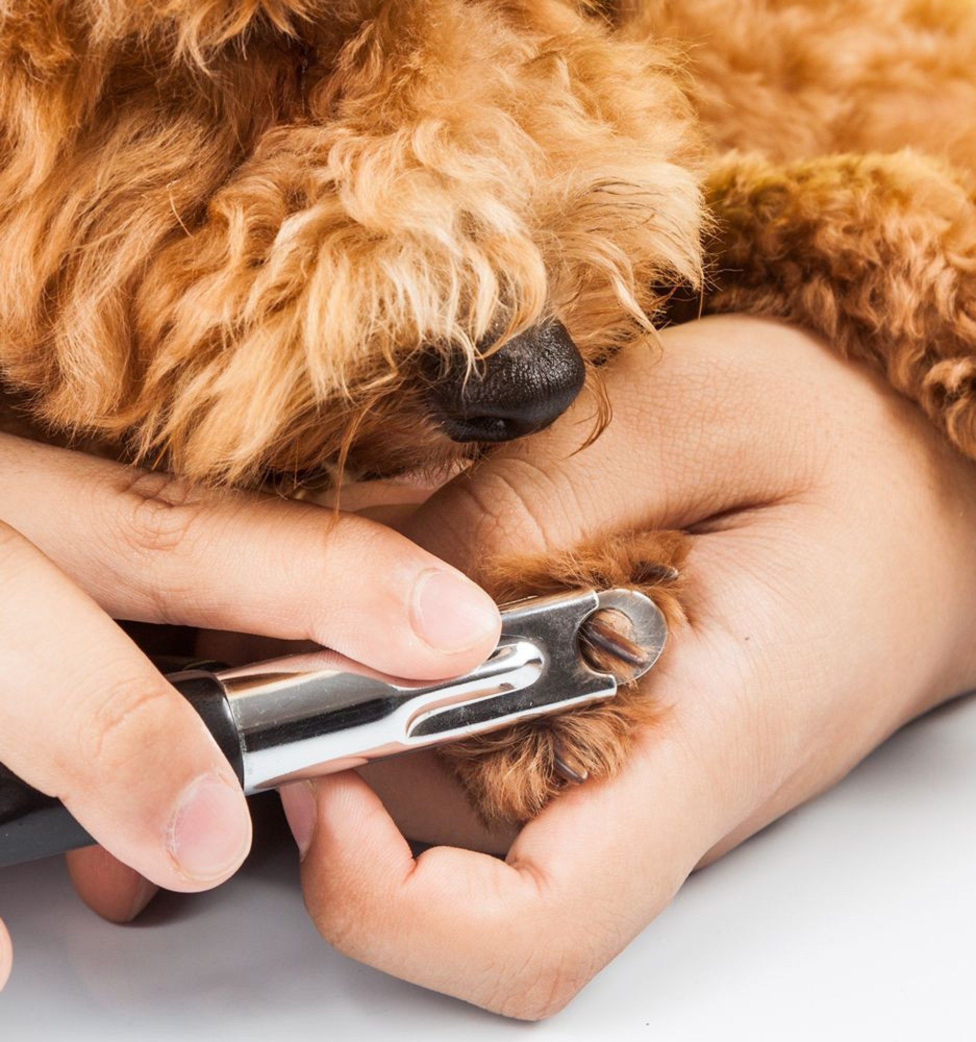O ideal é escolher um momento tranquilo para cortar as unhas dos pets