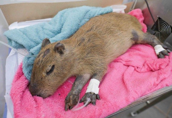  Tony Oliveira/ Agência Brasilia