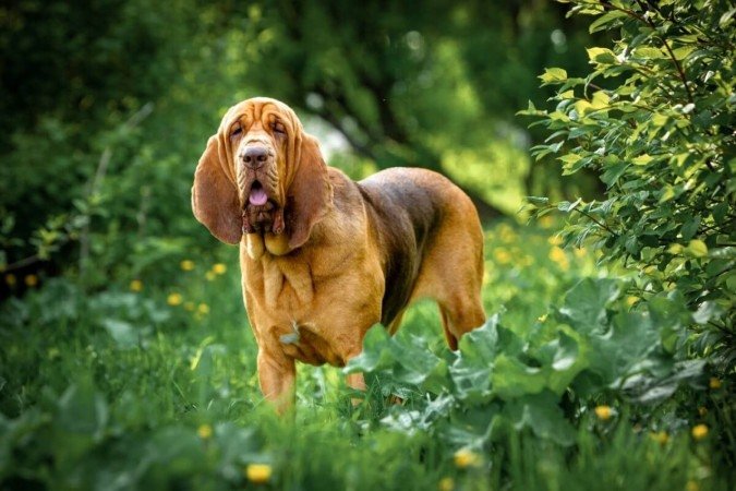 Os cachorros da raça bloodhound foram inicialmente utilizados na caça de grandes animais em florestas densas (Imagem: Glikiri | Shutterstock) - (crédito: EdiCase) Os cachorros da raça bloodhound foram inicialmente utilizados na caça de grandes animais em florestas densas (Imagem: Glikiri | Shutterstock) - (crédito: EdiCase)