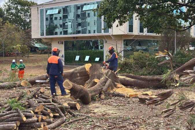 A árvore foi cortada por uma empresa terceirizada da Novacap. -  (crédito: Leonardo Rodrigues/CB/DA Press)