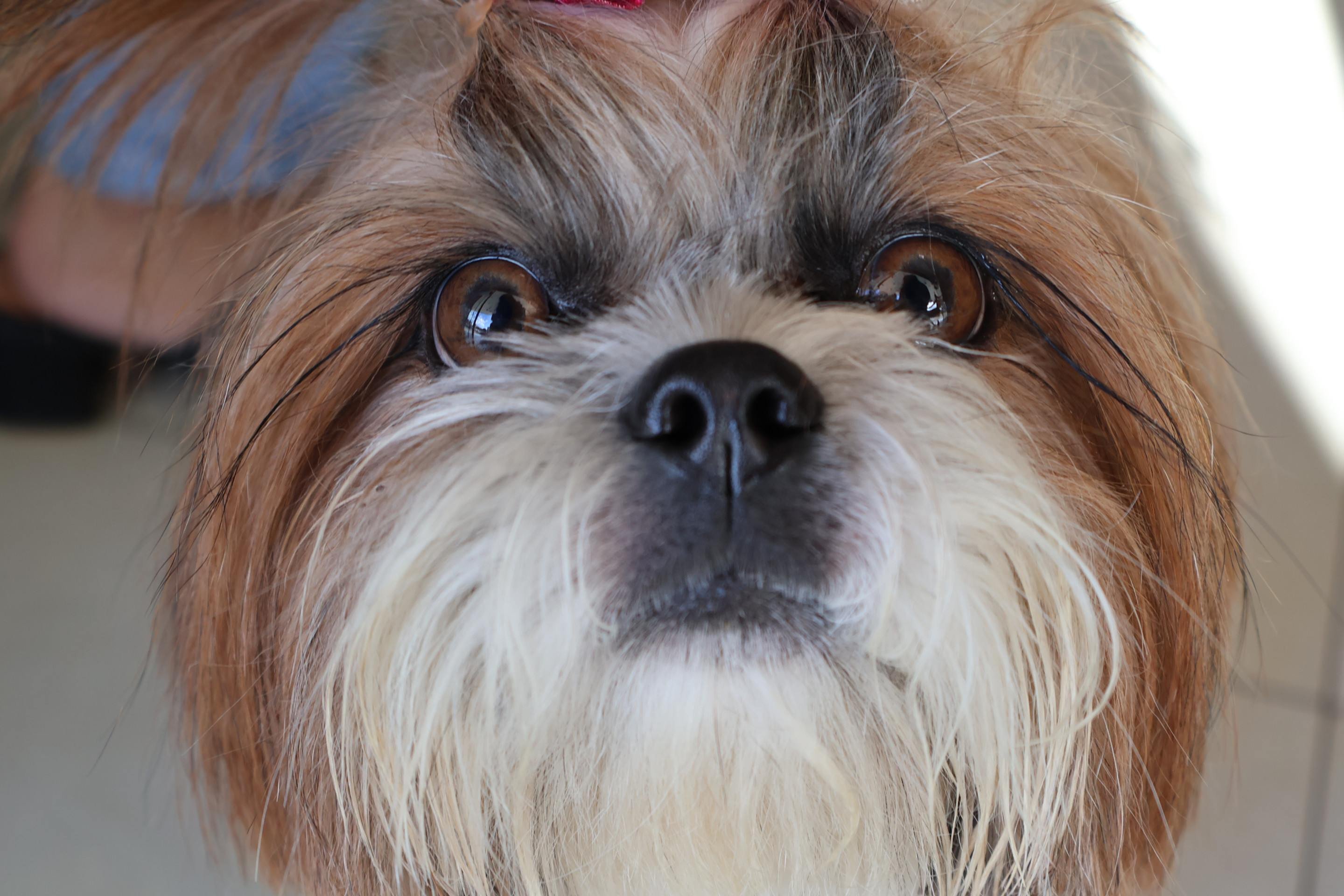  11/07/2025 Bruna Gaston CB/DA Press. Cuidados com pets no frio       