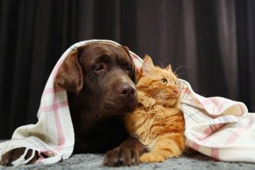 Os pets precisam de cuidados redobrados no inverno (Imagem: New Africa | Shutterstock) -  (crédito: EdiCase)