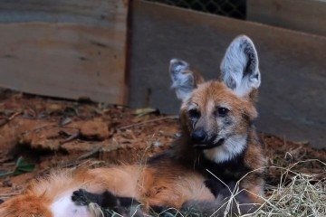 Filhotes de lobo-guará são novos moradores do Zoológico de SP -  (crédito: Reprodução/Instagram @zoosaopaulo)