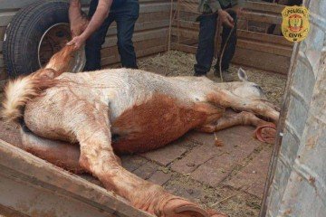 O animal pertencia à Seagri-DF e foi furtado em maio deste ano -  (crédito: PCDF)
