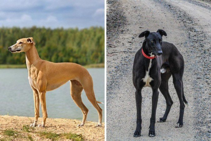Apesar de pertencerem à família dos galgos, esses cães compartilham traços físicos e comportamentais diferentes (Imagem: Natallia Yaumenenka
e Esteban Alejandro | Shutterstock) - (crédito: EdiCase) Apesar de pertencerem à família dos galgos, esses cães compartilham traços físicos e comportamentais diferentes (Imagem: Natallia Yaumenenka
e Esteban Alejandro | Shutterstock) - (crédito: EdiCase)