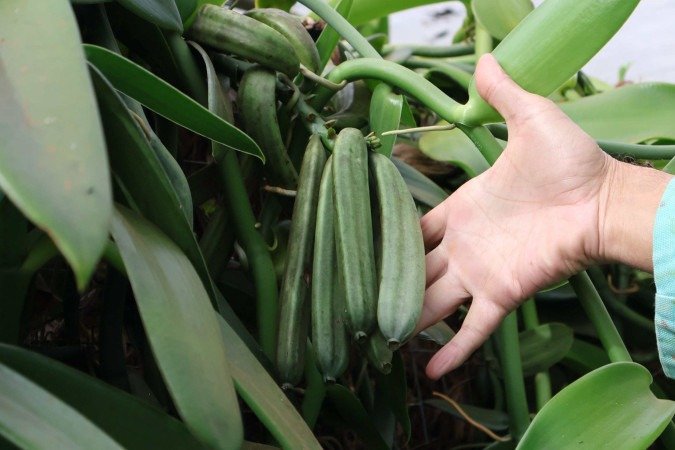 A baunilha é um dos maiores tesouros do Brasil
      