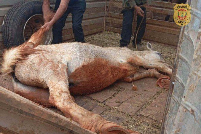 O animal pertencia à Seagri-DF e foi furtado em maio deste ano - (crédito: PCDF) O animal pertencia à Seagri-DF e foi furtado em maio deste ano - (crédito: PCDF)