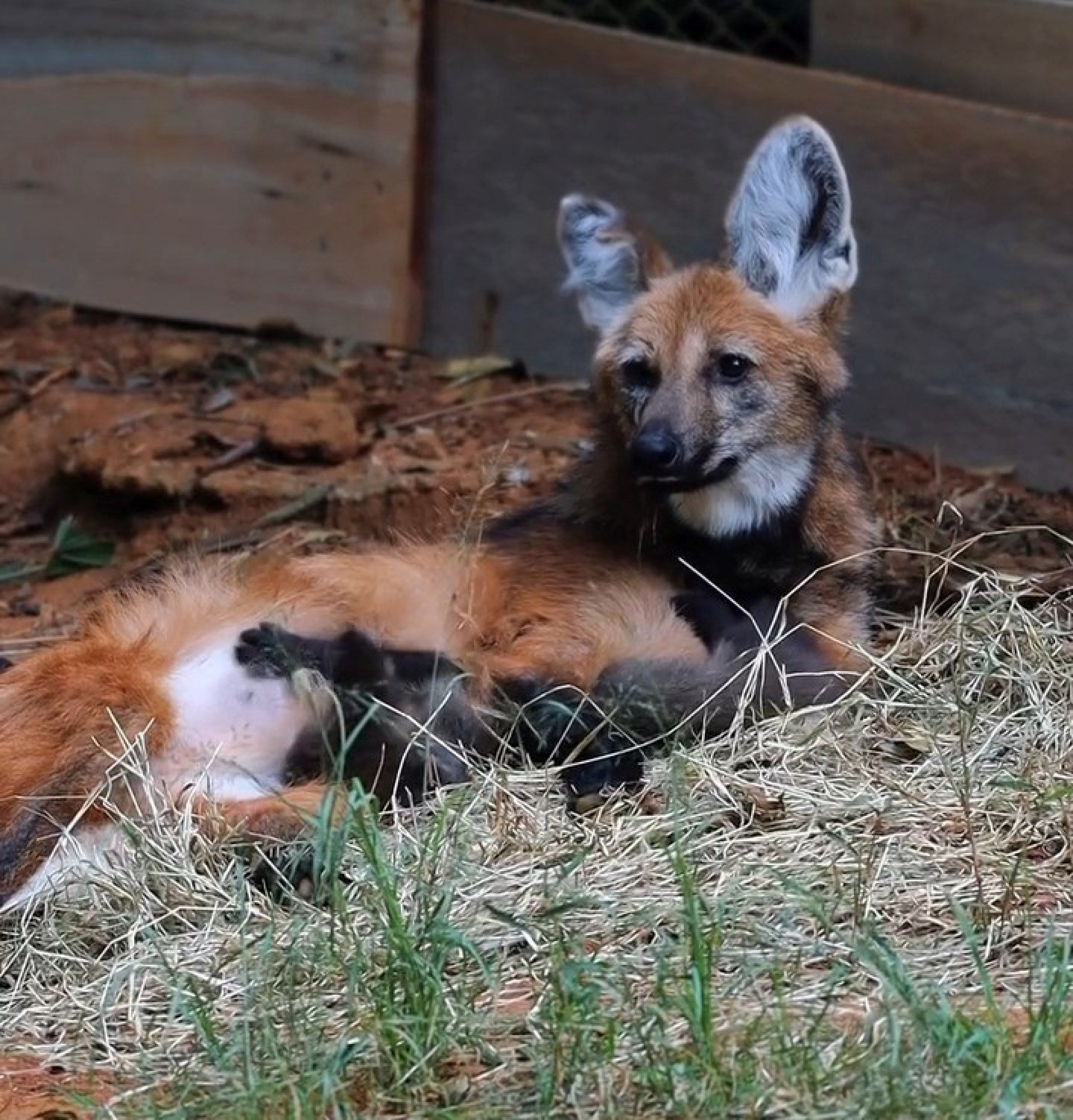 Filhotes de lobo-guará são novos moradores do Zoológico de SP; veja fotos