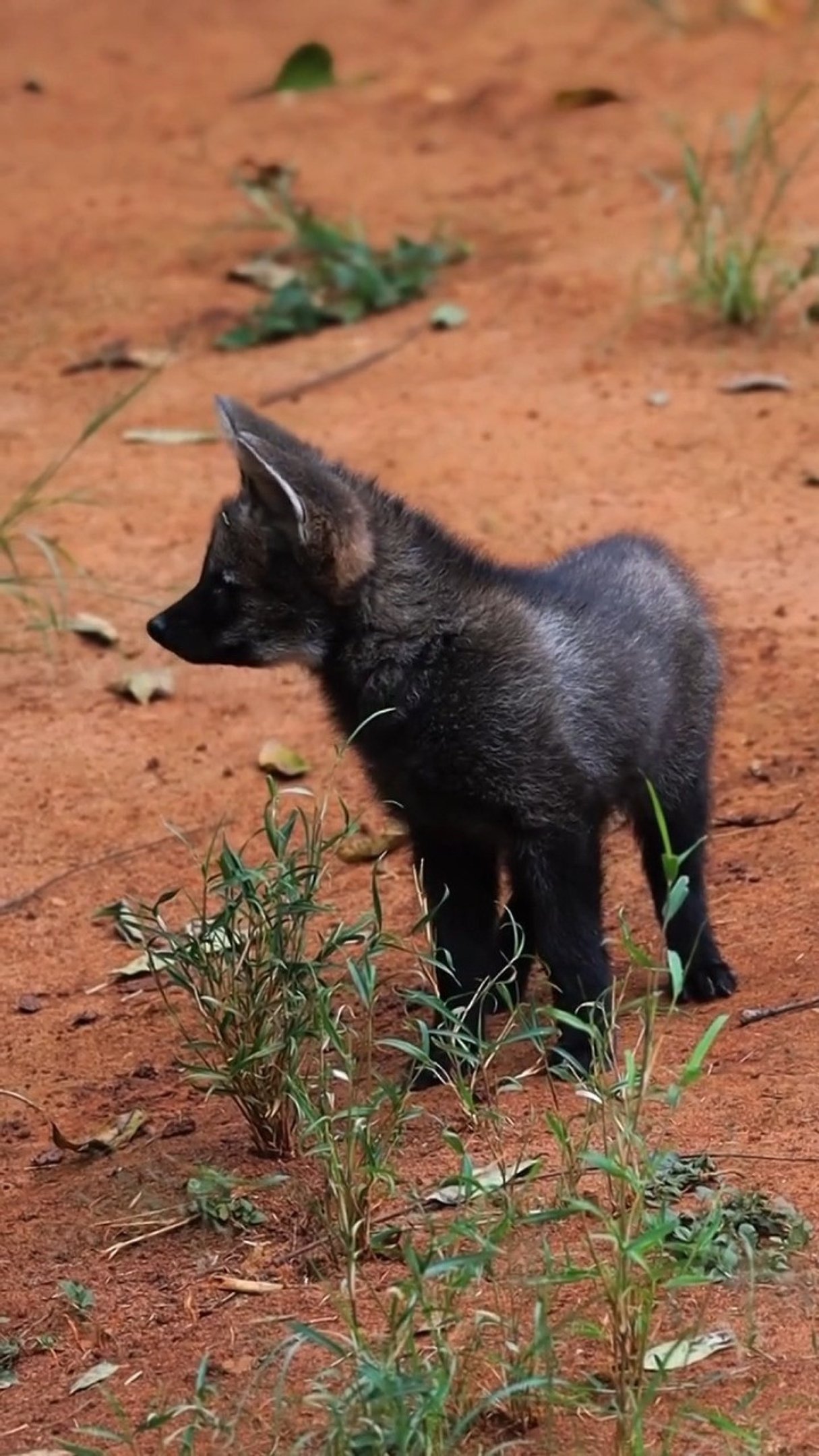 Filhotes de lobo-guará são novos moradores do Zoológico de SP