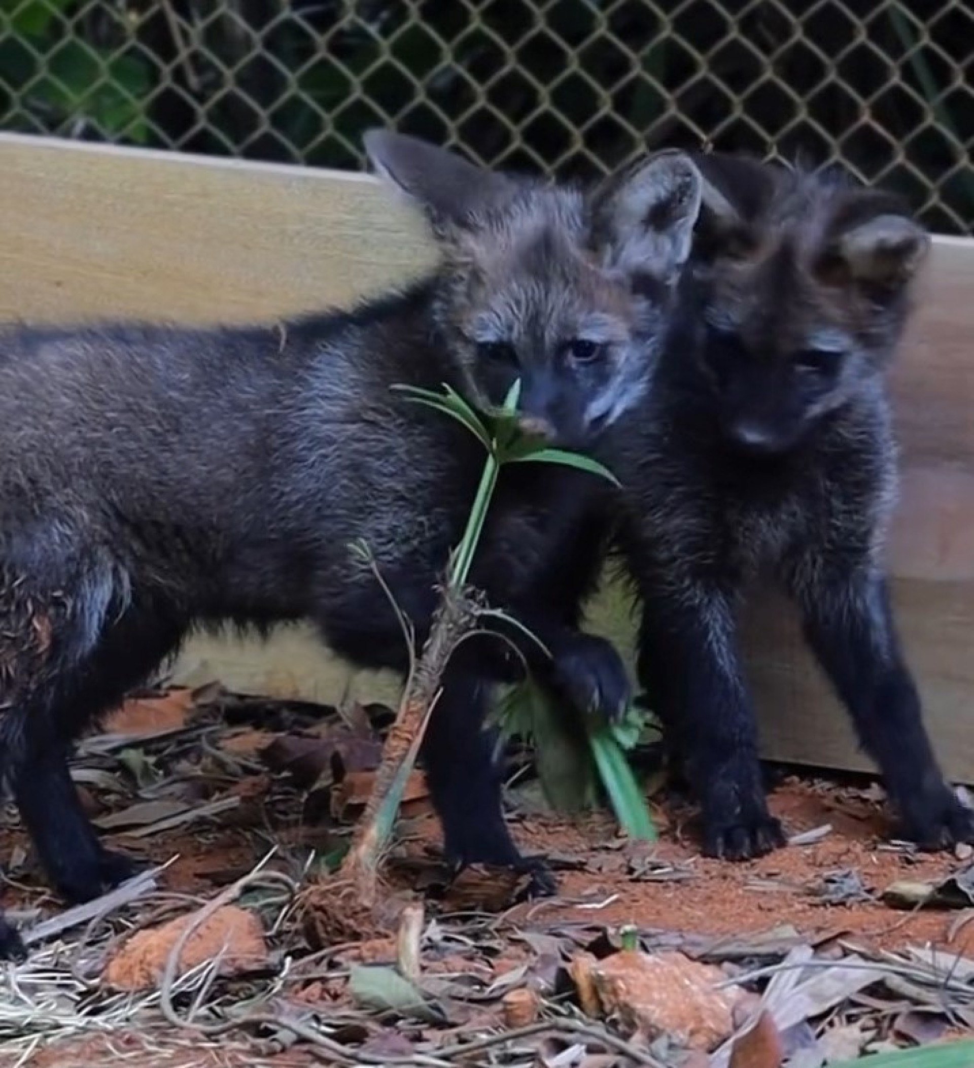 Filhotes de lobo-guará são novos moradores do Zoológico de SP