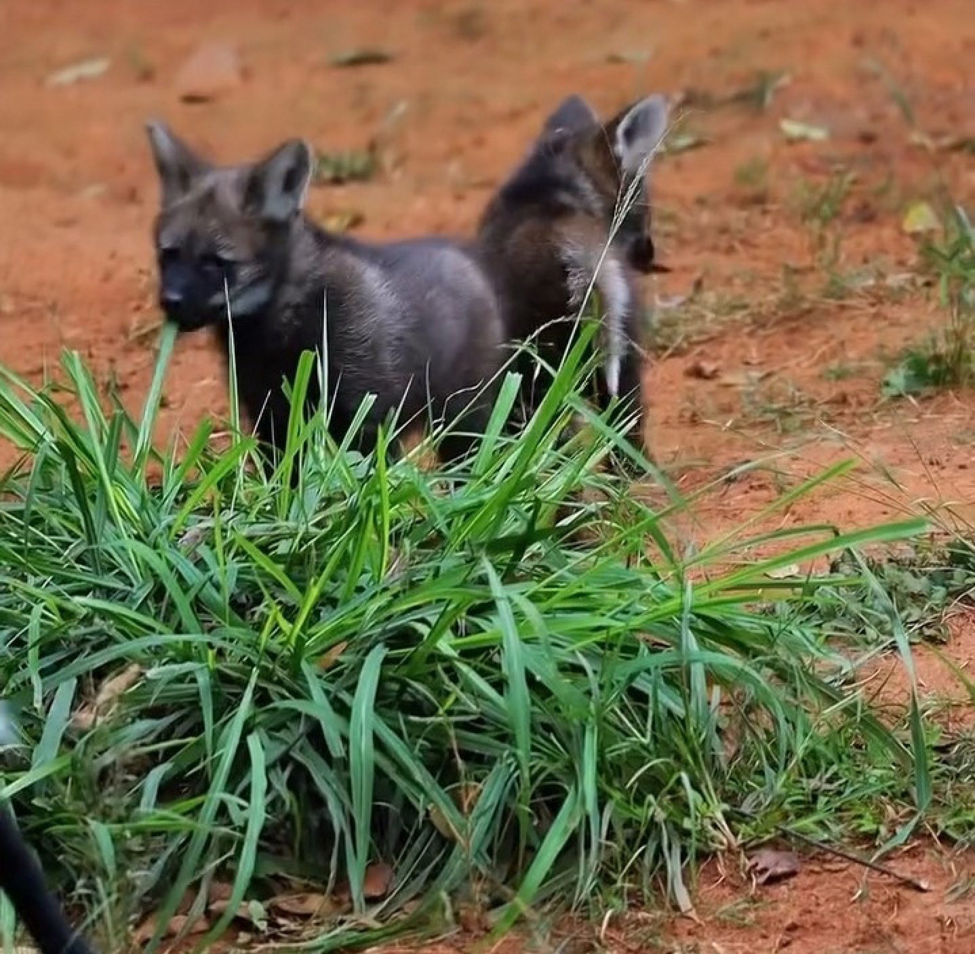 Filhotes de lobo-guará são novos moradores do Zoológico de SP