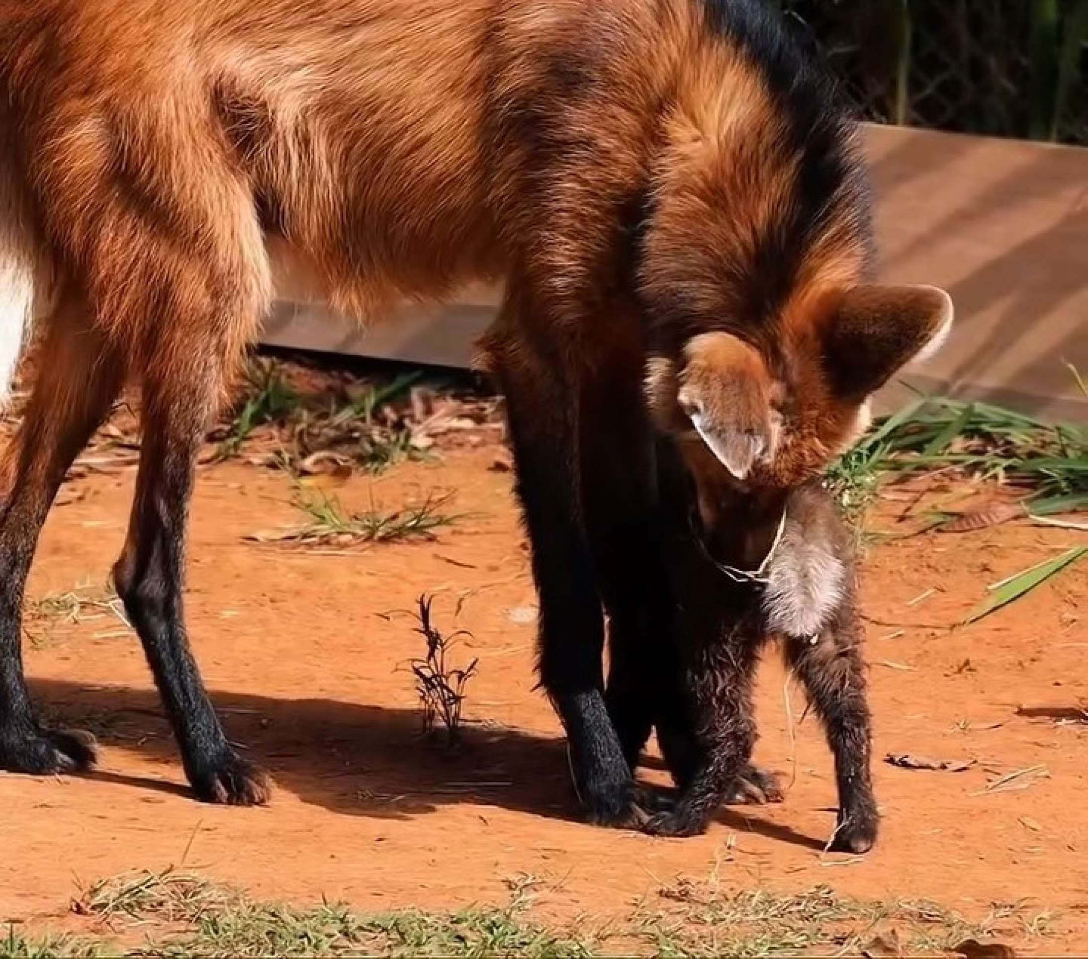 Filhotes de lobo-guará são novos moradores do Zoológico de SP