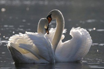 Cisnes: Símbolos do amor e da fidelidade, os cisnes formam pares para toda a vida, criando um elo praticamente inabalável. -  (crédito: Andreas Glöckner por Pixabay)