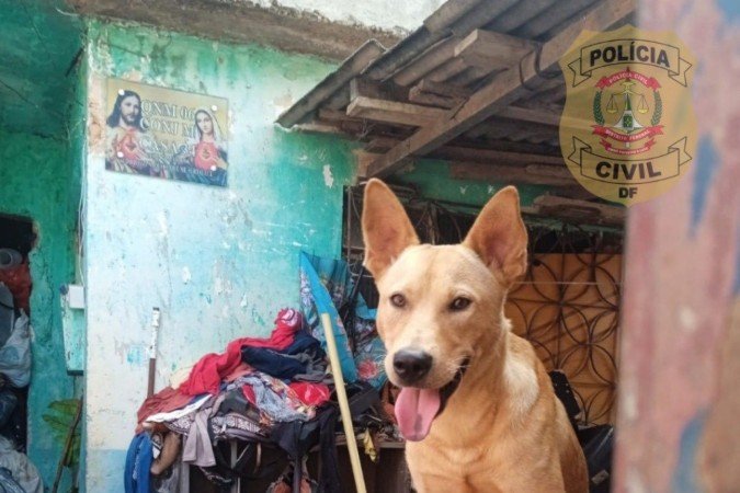Os cães viviam em condições impróprias -  (crédito: Divulgação/PCDF)