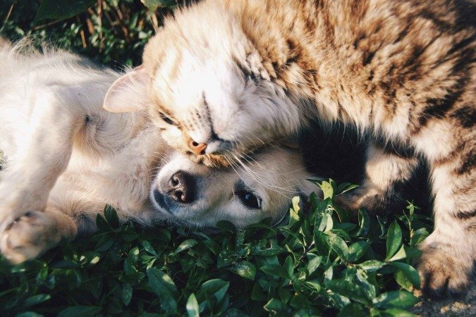 Conviver com cachorros e gatos pode ajudar na saúde cerebral  -  (crédito: Pexels)