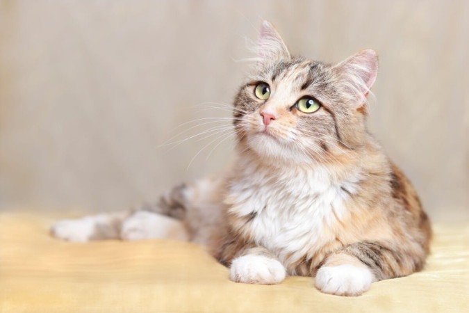 É importante que o nome combine com a personalidade e aparência do gato (Imagem: Mariia Romanyk | Shutterstock)  -  (crédito: EdiCase)