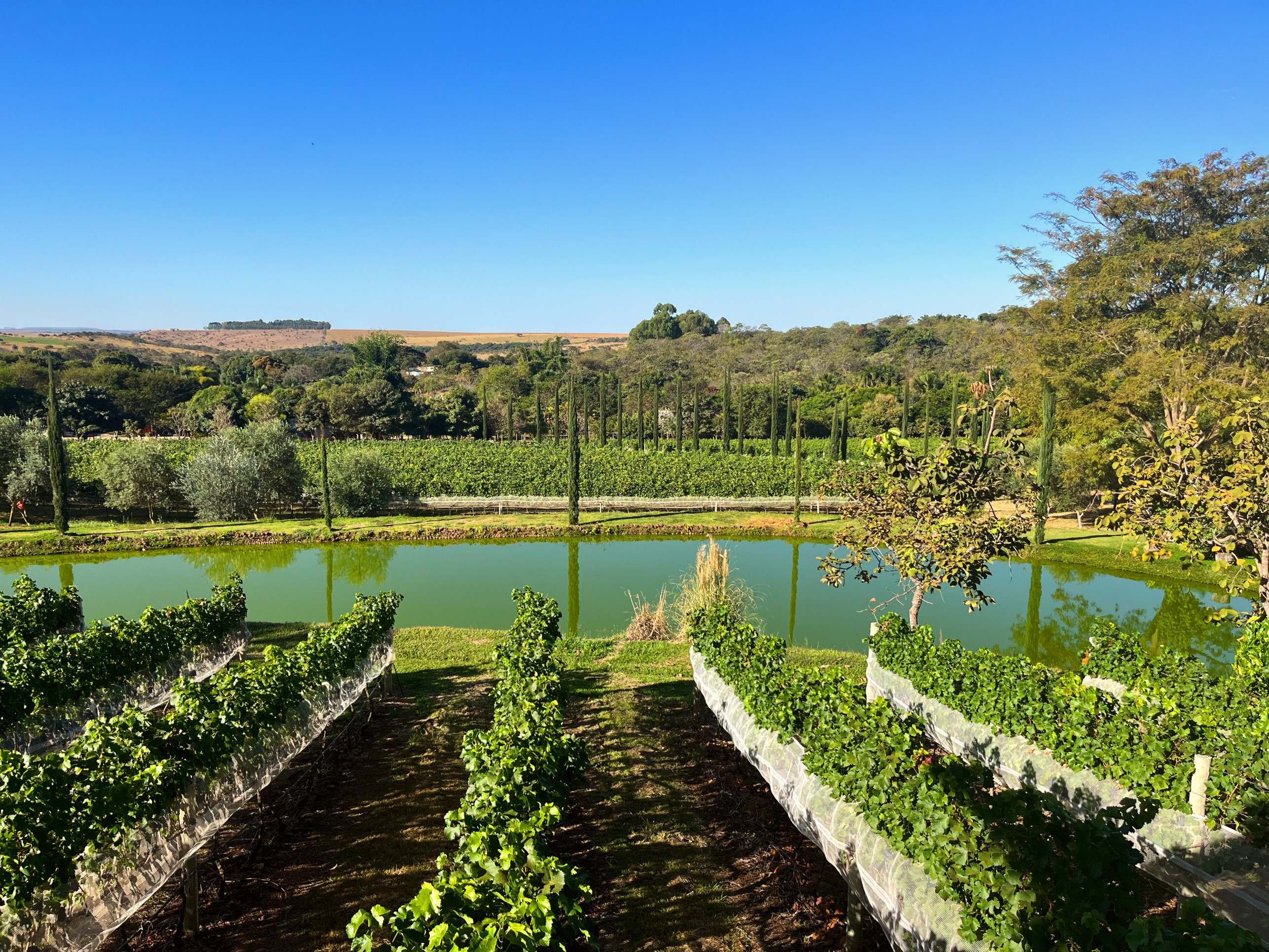 Os charmosos vinhedos brasilienses se expandem cada vez mais
