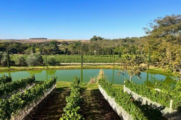 A Villa Triacca planta, atualmente, 11 variedades de uvas -  (crédito: Bruna Pauxis)