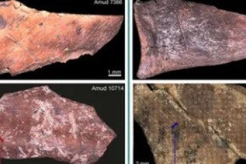 Imagens de fragmentos de animais coletados nas cavernas de Amud (A, B) e de Kebara (C, D) em Israel -  (crédito: Universidade Hebraica de Jerusalem )