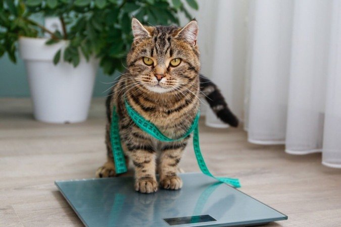 A obesidade é prejudicial para a saúde de cães e gatos (Imagem: Victoria 1 | Shutterstock) -  (crédito: EdiCase)