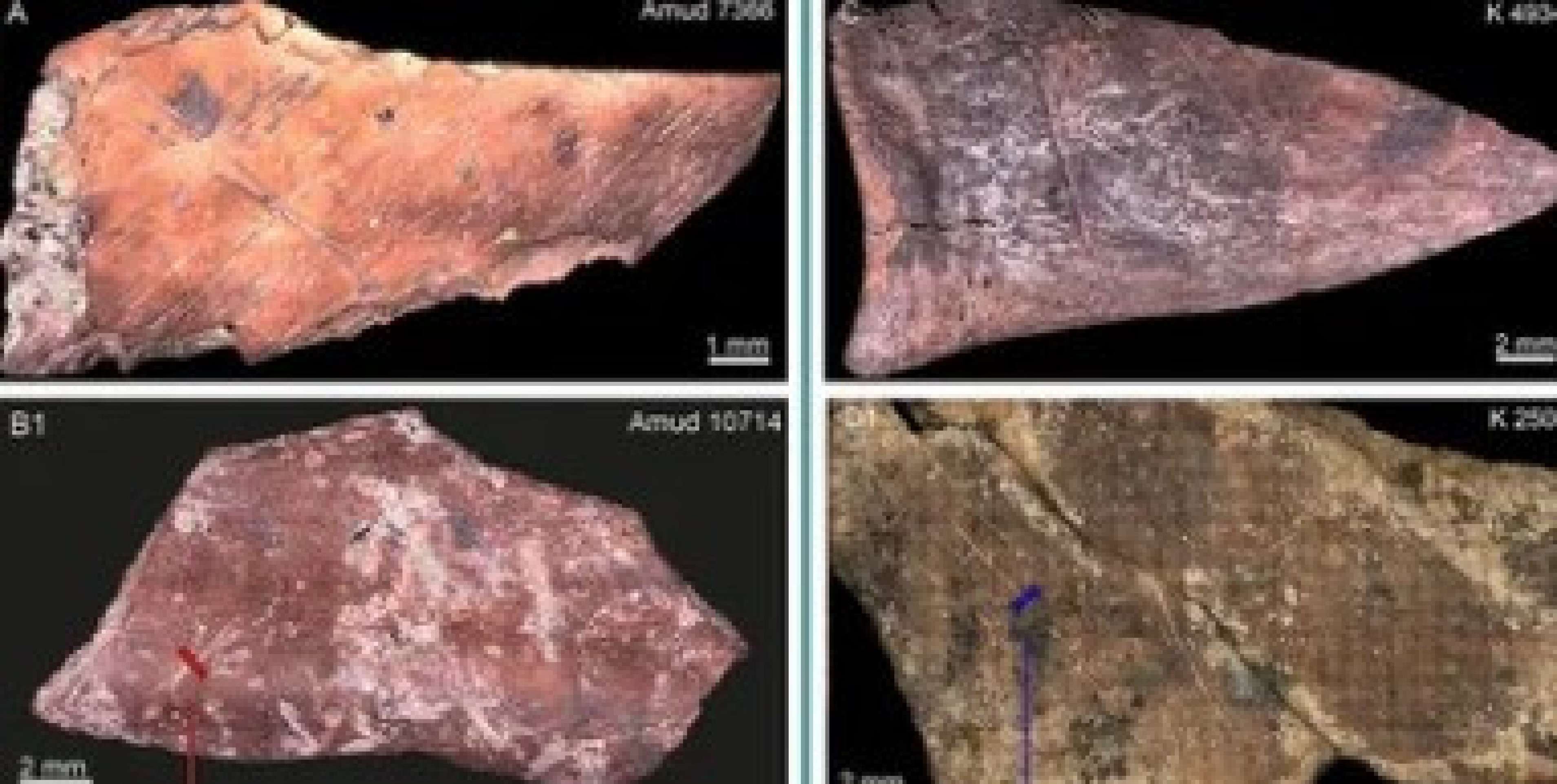 Neandertais tinham cardápio próprio e não comum a todos Neandertais tinham cardápio próprio e não comum a todos