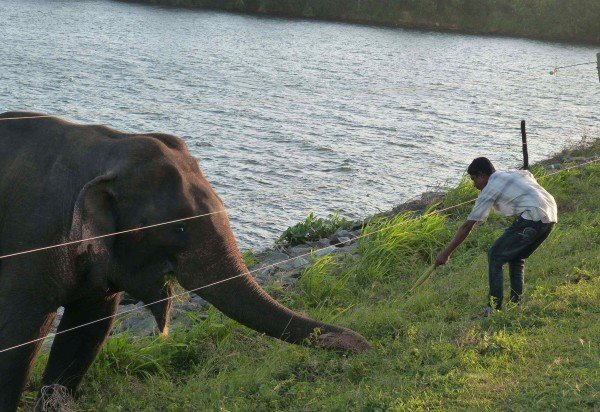 Udawalawe Elephant Research Project/Divulgação