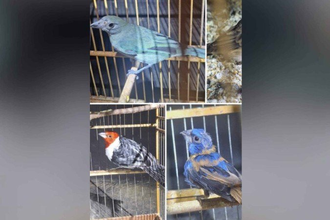 PMDF intensifica fiscalização ambiental e apreende aves silvestres e materiais de pesca predatória -  (crédito: PMDF/Divulgação)