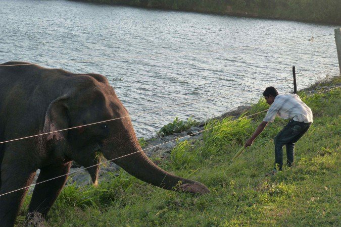 Elefante no Parque Nacional de Udawalawe, no Sri Lanka: 18 anos de observações constataram mudanças no comportamento em relação a humanos
 -  (crédito: Udawalawe Elephant Research Project/Divulgação)