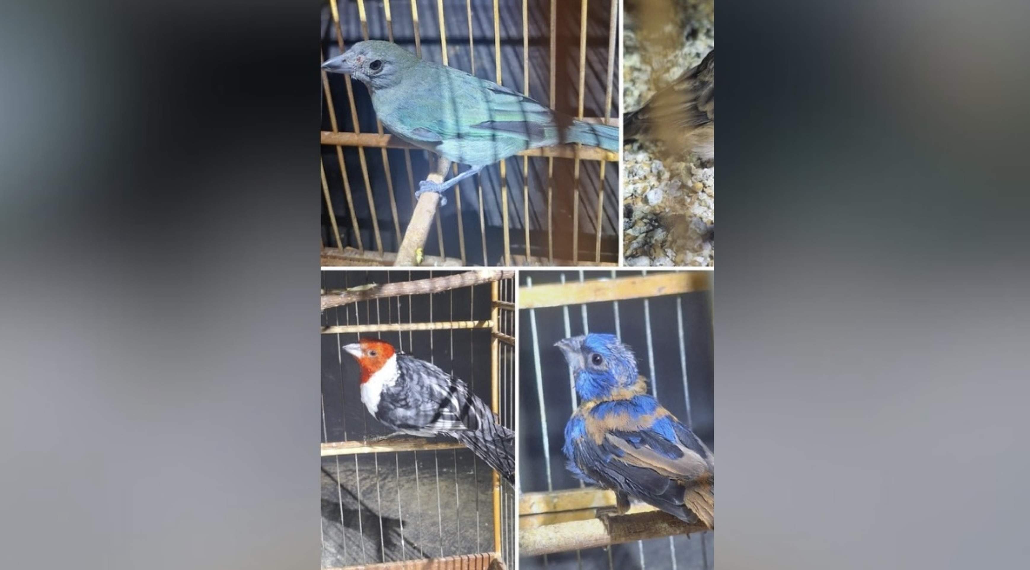 Polícia Ambiental apreende 34 aves silvestres e materiais de pesca ilegal Polícia Ambiental apreende 34 aves silvestres e materiais de pesca ilegal